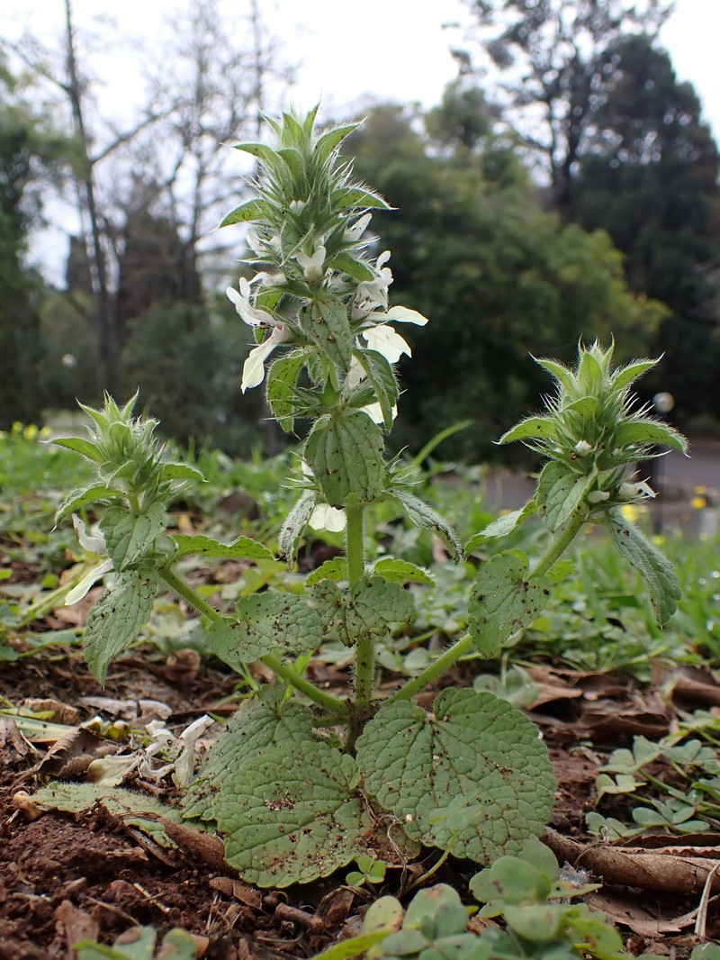 Italian Hedgenettle photo 5