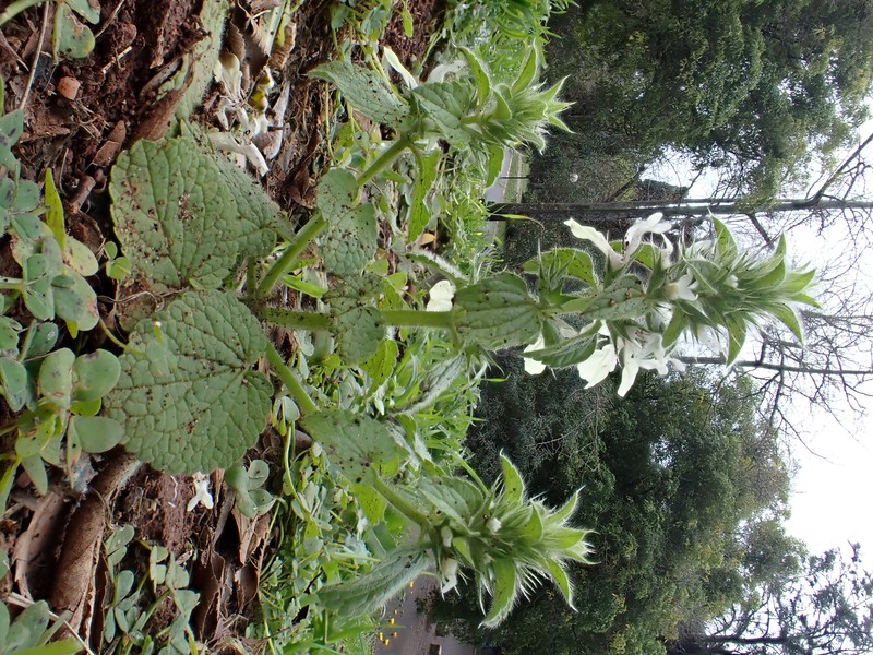 Italian Hedgenettle photo 2