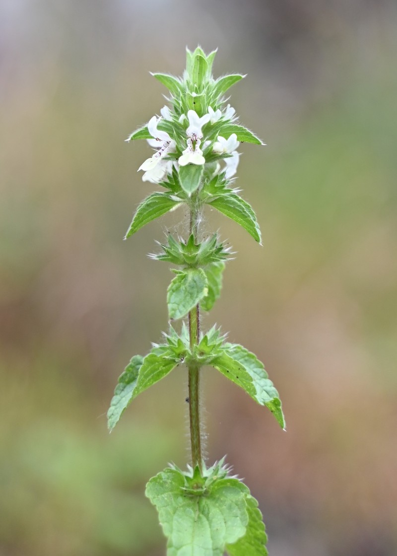 Italian Hedgenettle photo 3