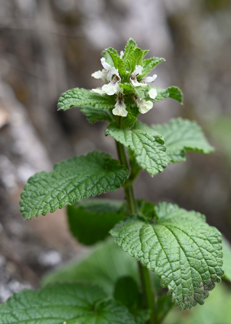 Italian Hedgenettle photo 4