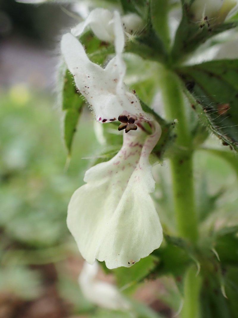 Italian Hedgenettle photo 6