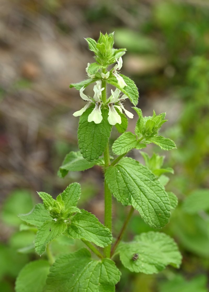 Italian Hedgenettle photo 8