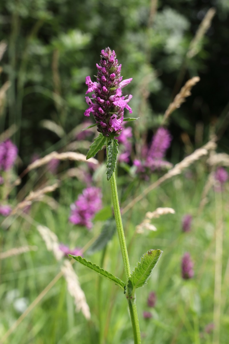 Common Hedgenettle photo 2