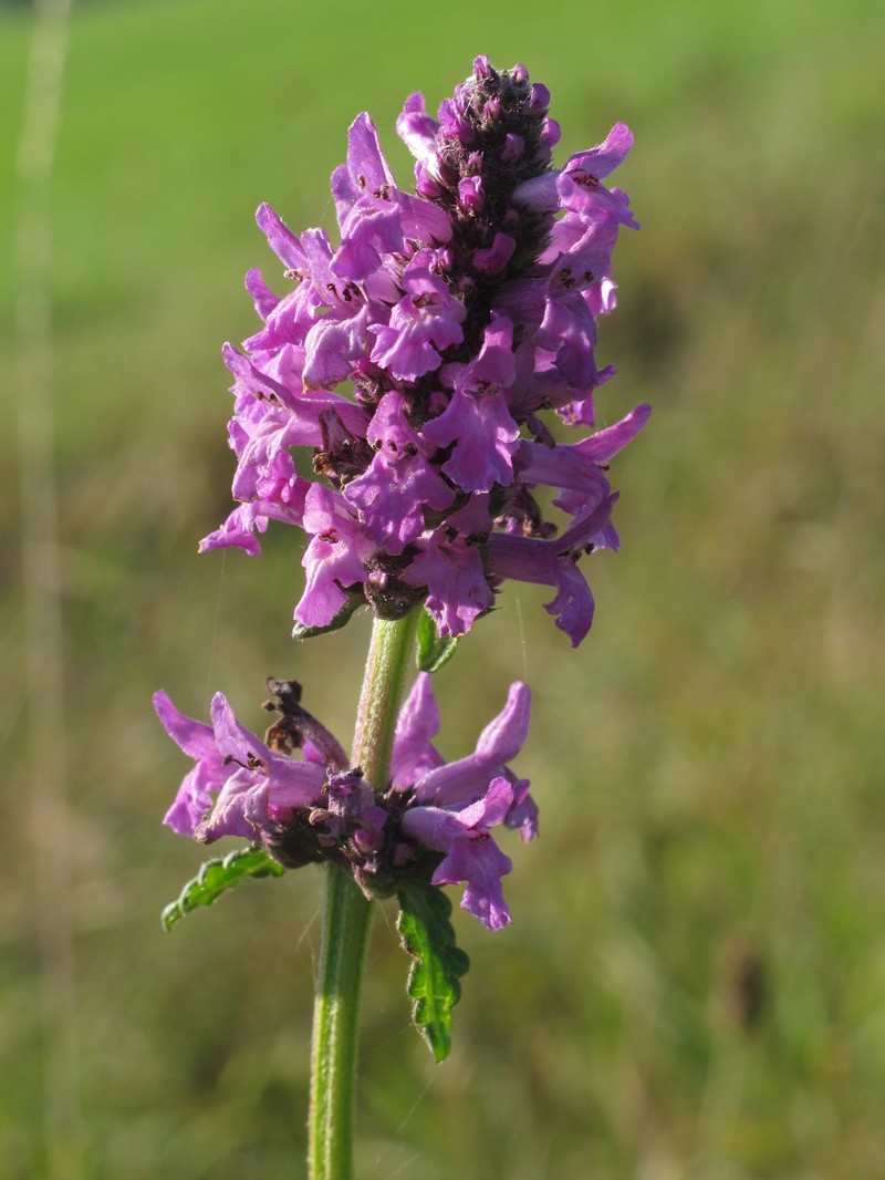 Common Hedgenettle photo 3