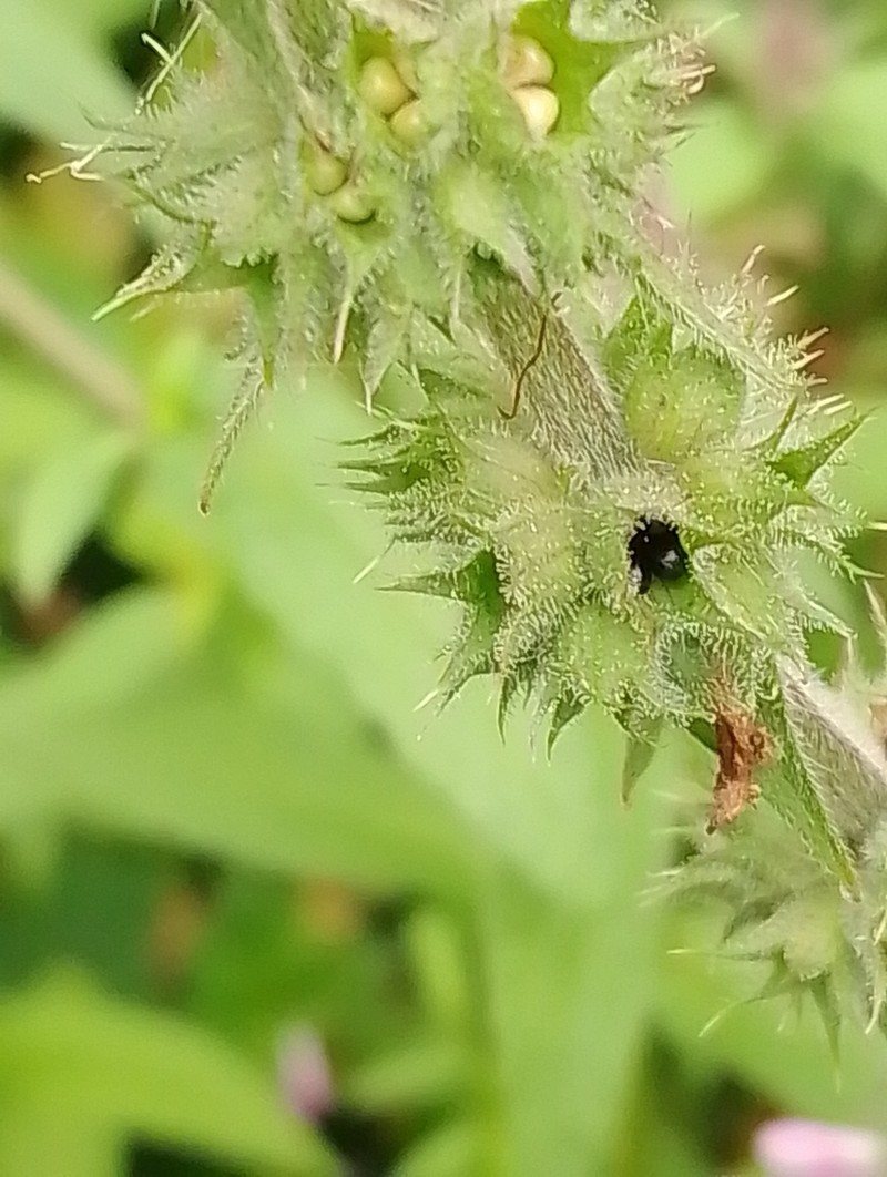 Marsh Hedgenettle photo 4