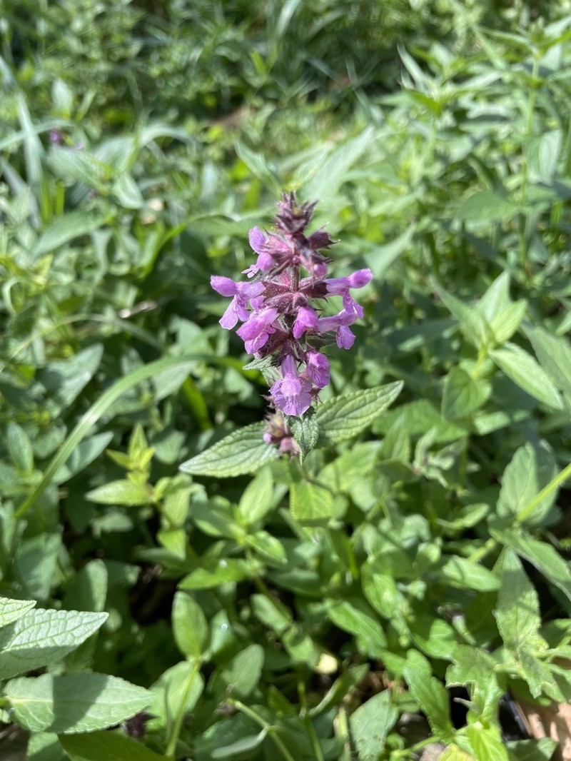Marsh Hedgenettle photo 5
