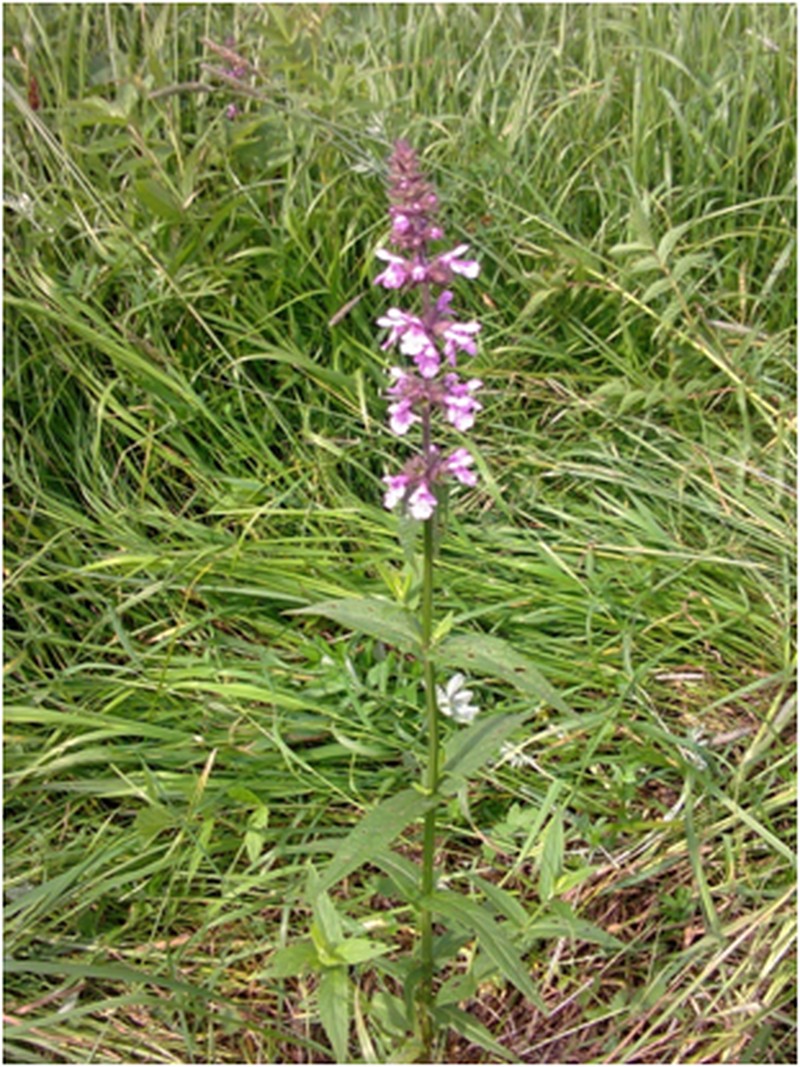 Marsh Hedgenettle photo 6