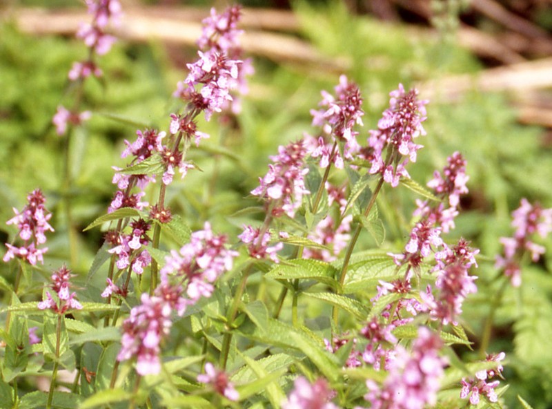 Marsh Hedgenettle photo 9