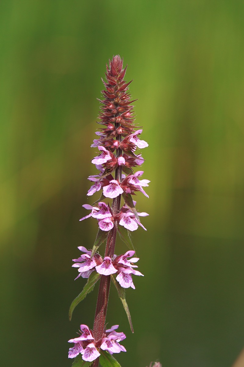 Marsh Hedgenettle photo 4
