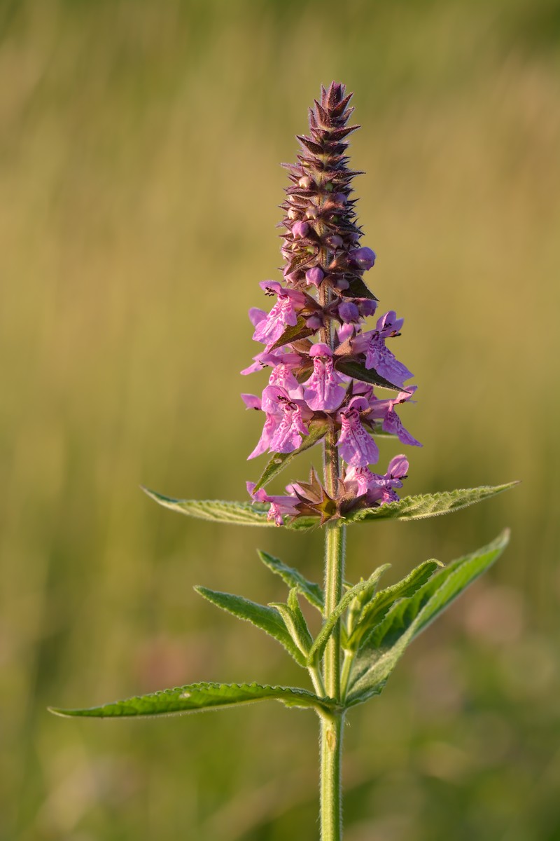 Marsh Hedgenettle