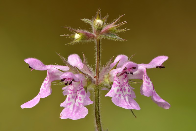 Marsh Hedgenettle photo 2
