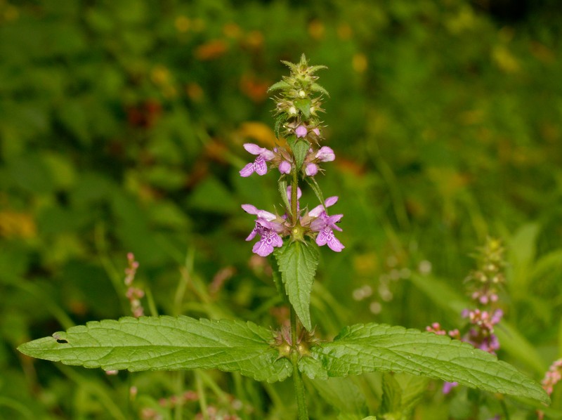 Marsh Hedgenettle photo 3