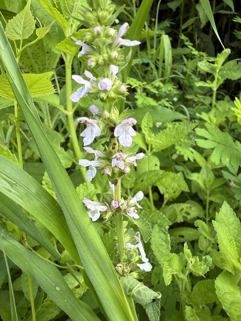 Hairy Hedgenettle photo 2