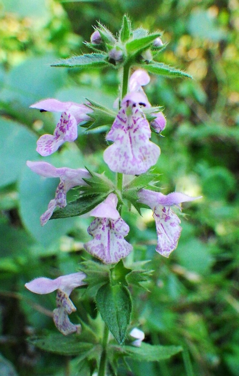 Hairy Hedgenettle photo 4