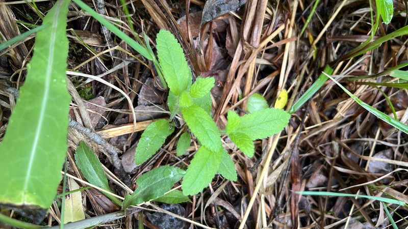 Hairy Hedgenettle photo 7