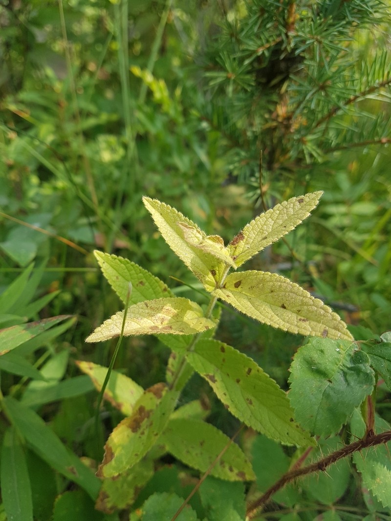 Hairy Hedgenettle photo 8