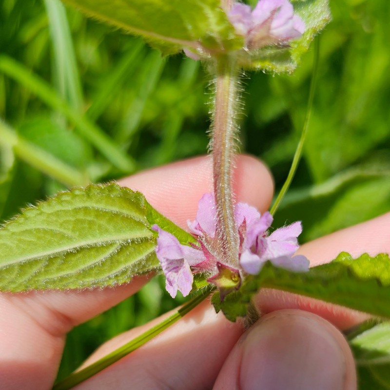 Stachys pilosa var. arenicola