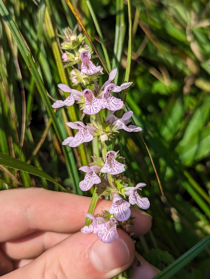 Stachys pilosa var. arenicola photo 3
