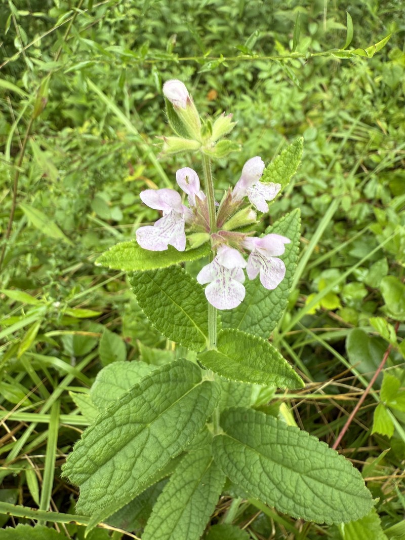 Stachys pilosa var. arenicola photo 4