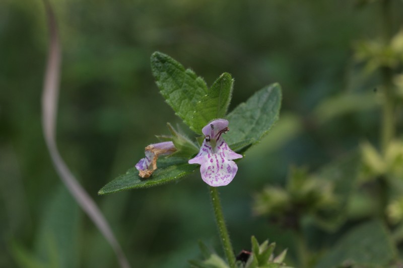 Stachys pilosa var. arenicola photo 5