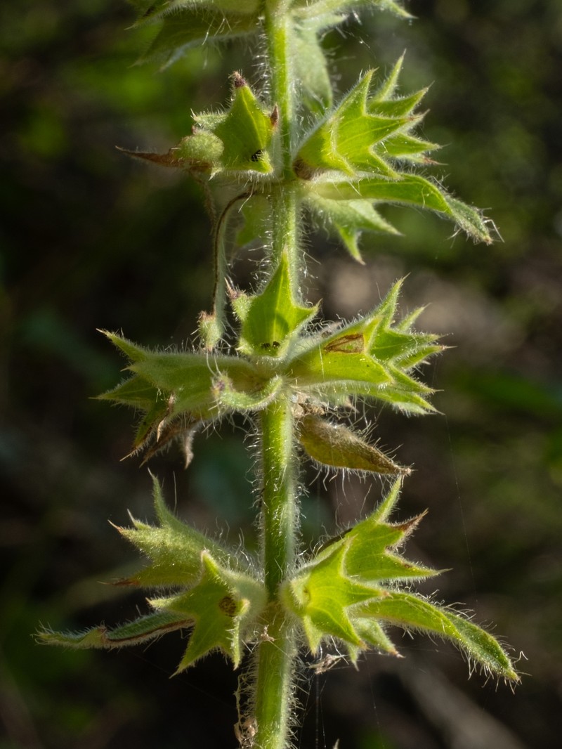 Stachys pilosa var. arenicola photo 6