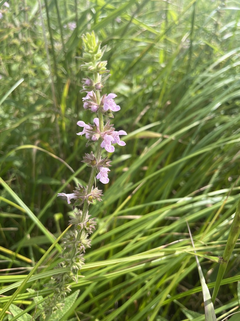 Stachys pilosa var. arenicola photo 7