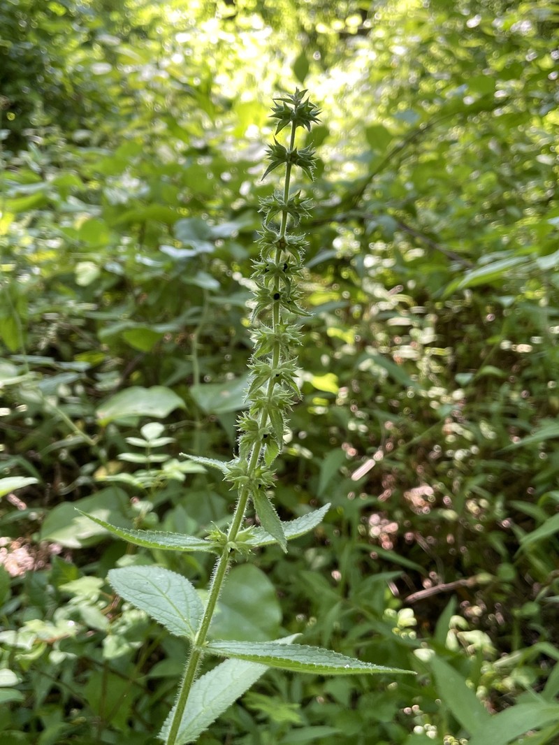 Stachys pilosa var. arenicola photo 8