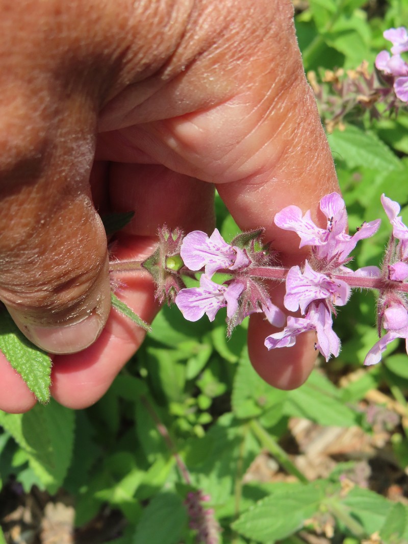 Stachys pilosa var. pilosa