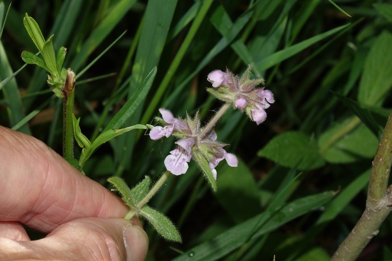 Stachys pilosa var. pilosa photo 2