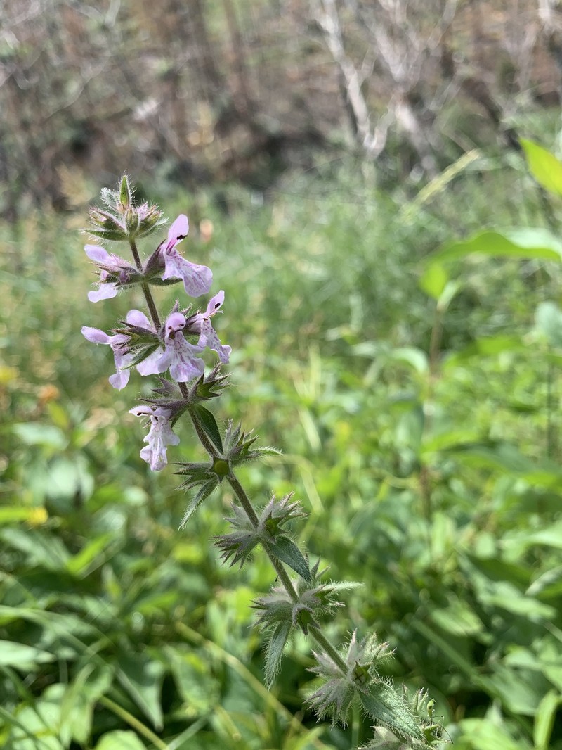 Stachys pilosa var. pilosa photo 3