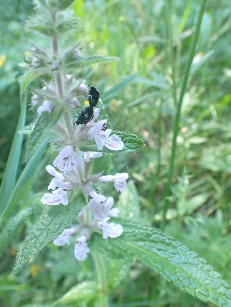 Stachys pilosa var. pilosa photo 4