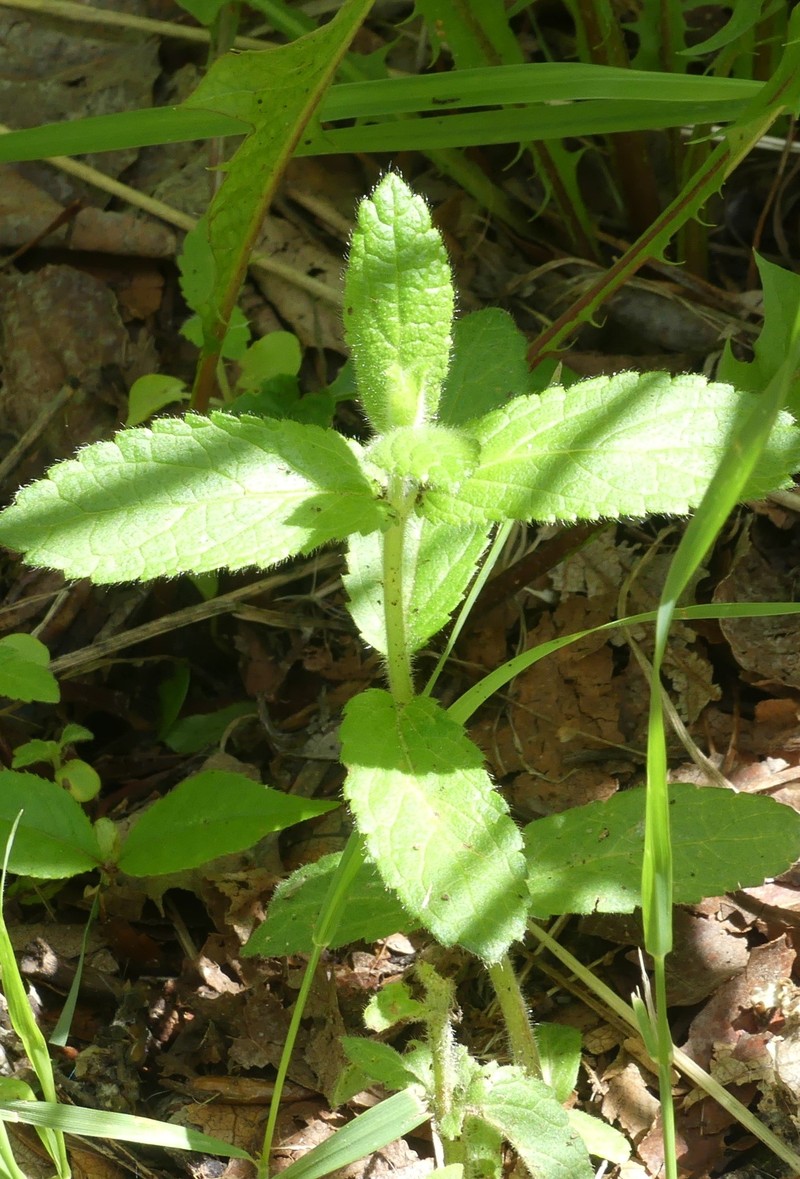 Stachys pilosa var. pilosa photo 5