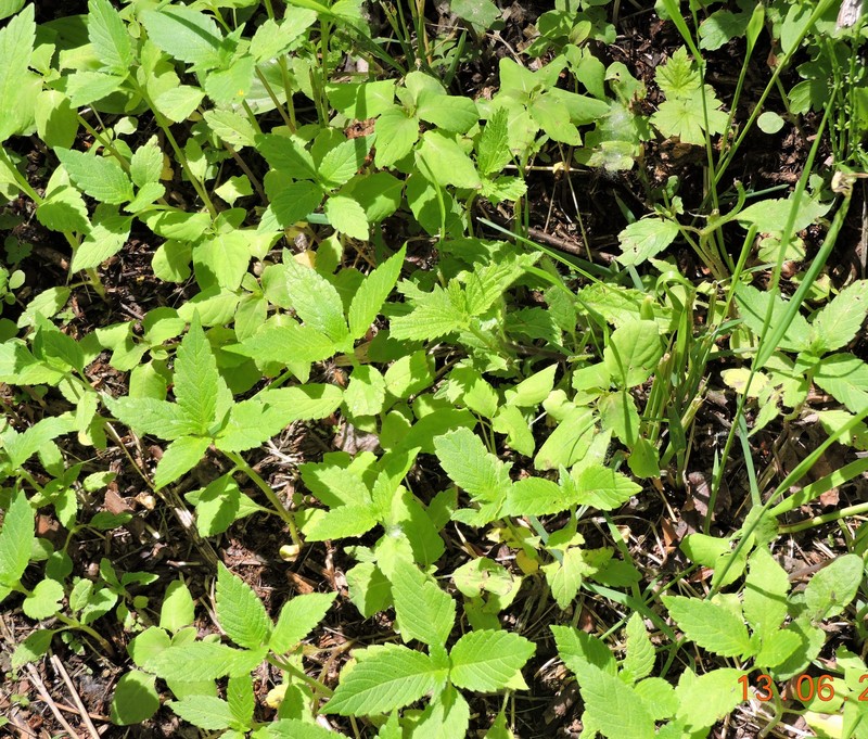 Stachys pilosa var. pilosa photo 6