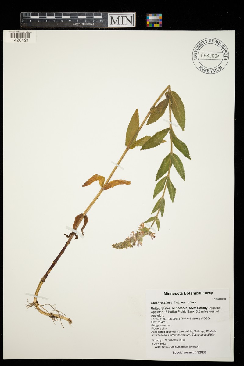 Stachys pilosa var. pilosa photo 7