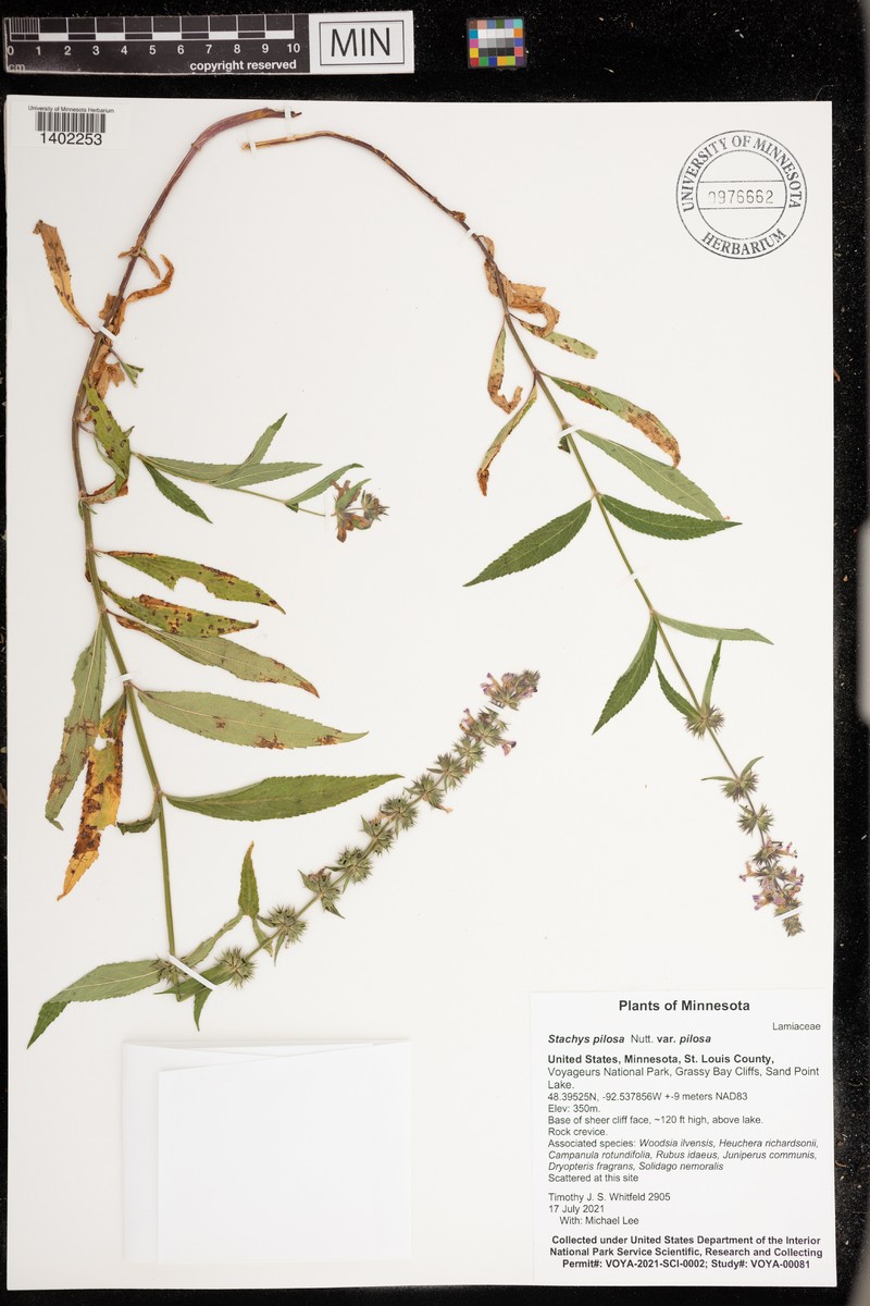 Stachys pilosa var. pilosa photo 8