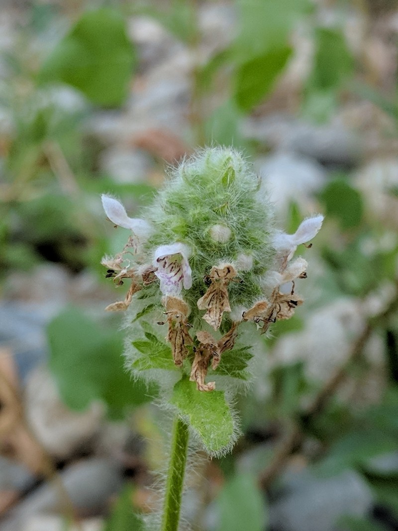 Shortspike Hedgenettle photo 2