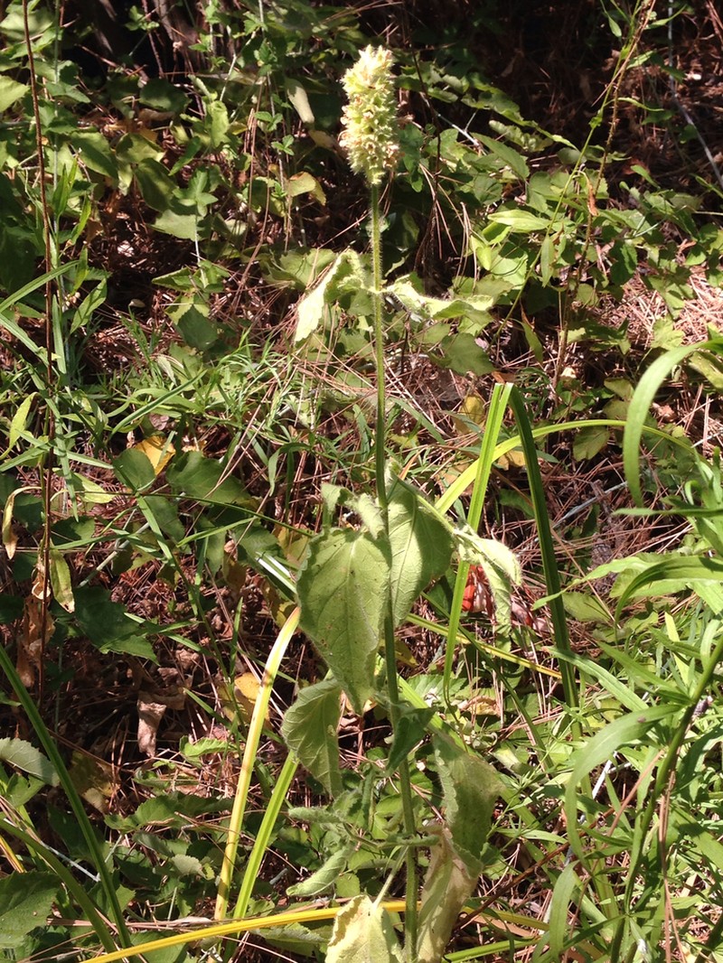 Shortspike Hedgenettle photo 3