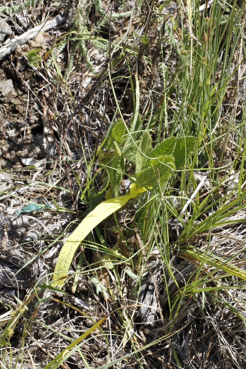 Shortspike Hedgenettle photo 4