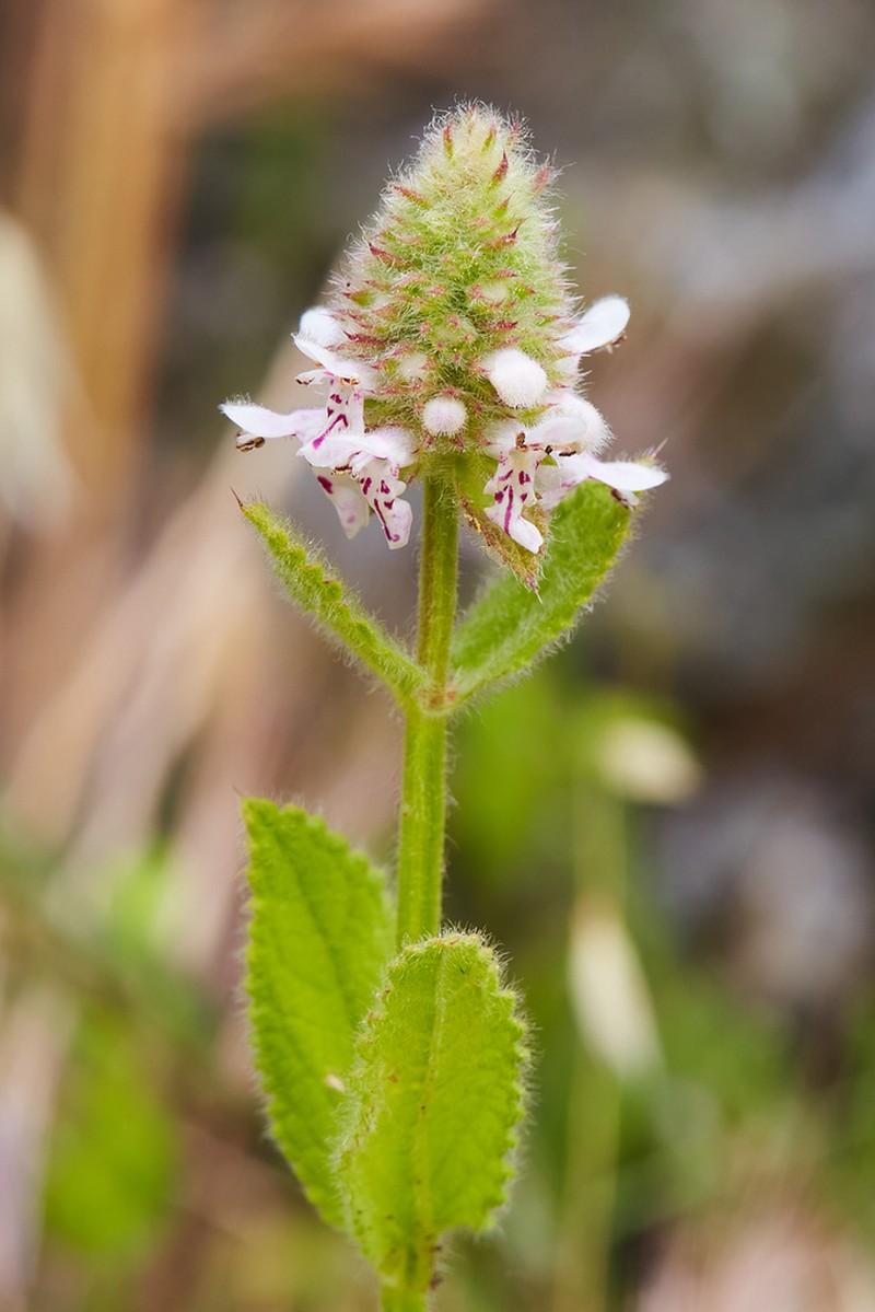Shortspike Hedgenettle photo 5