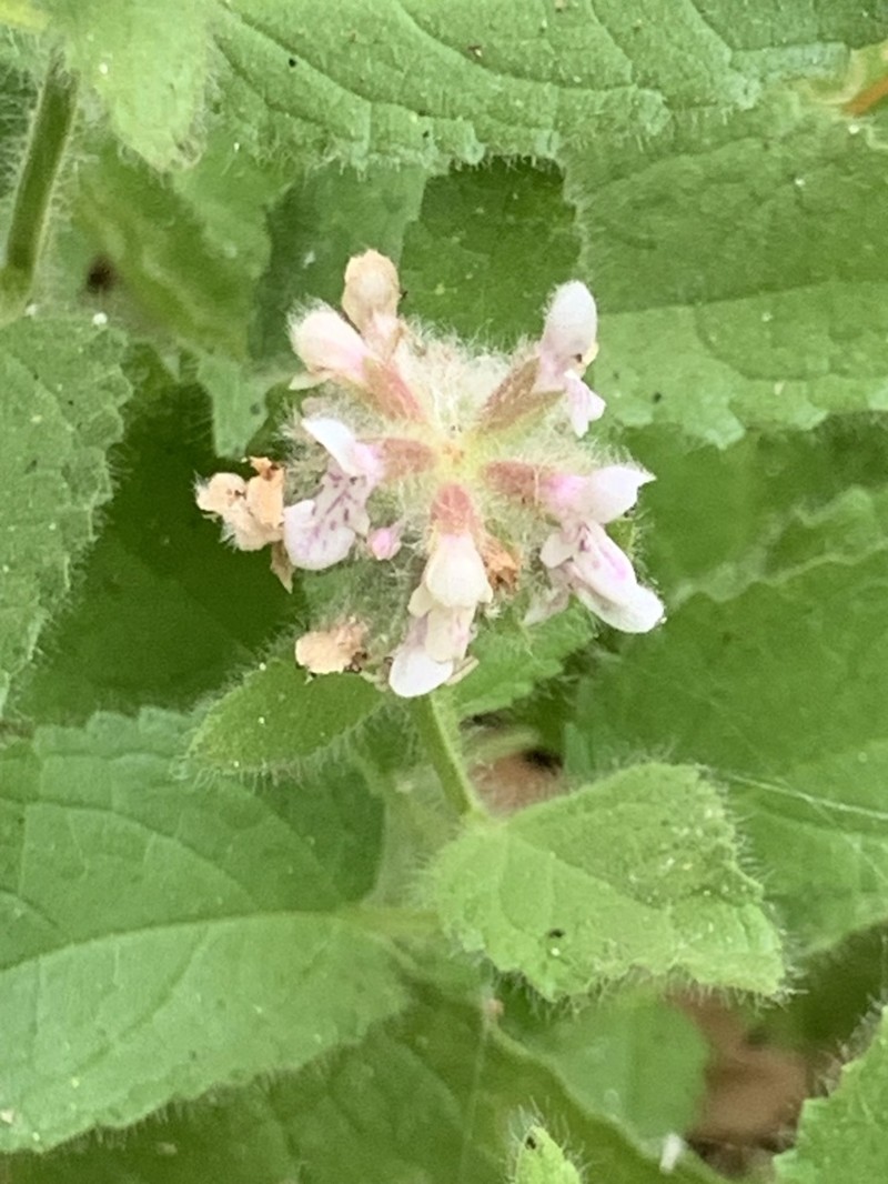 Shortspike Hedgenettle photo 6