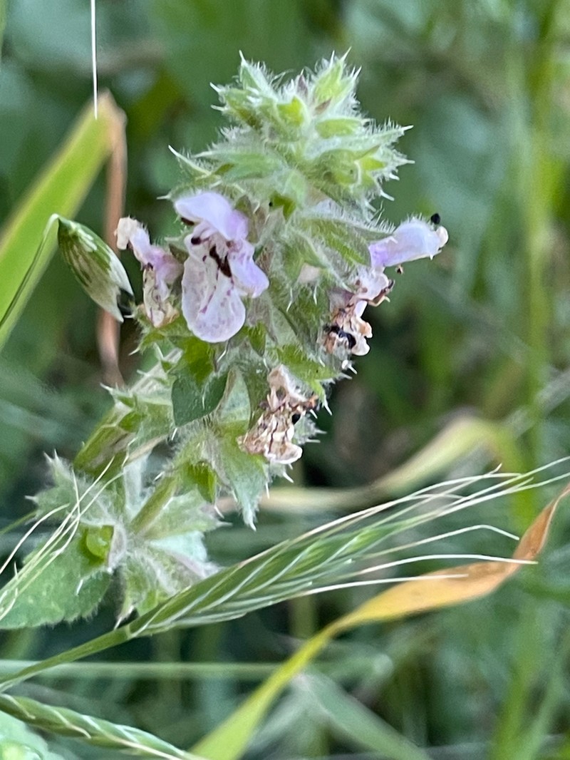 Shortspike Hedgenettle photo 7