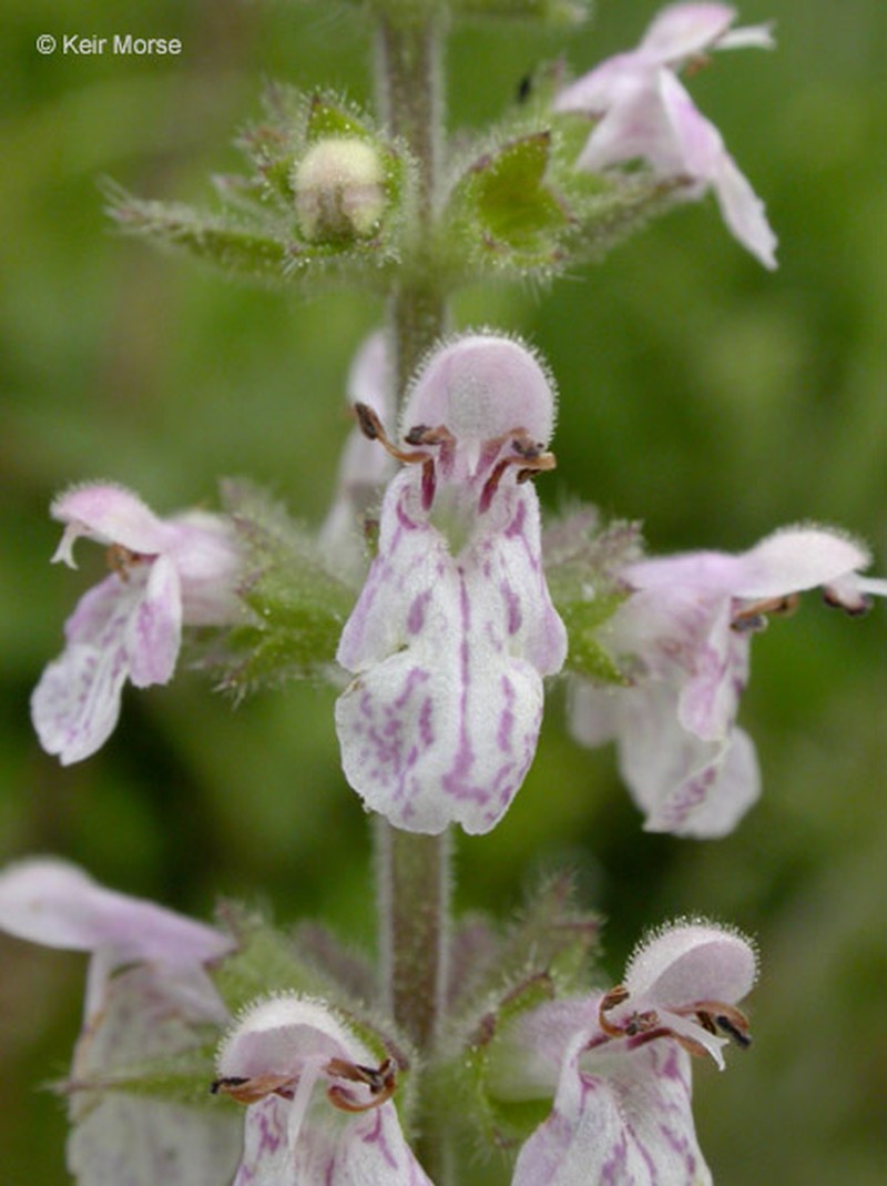 Rough Hedgenettle