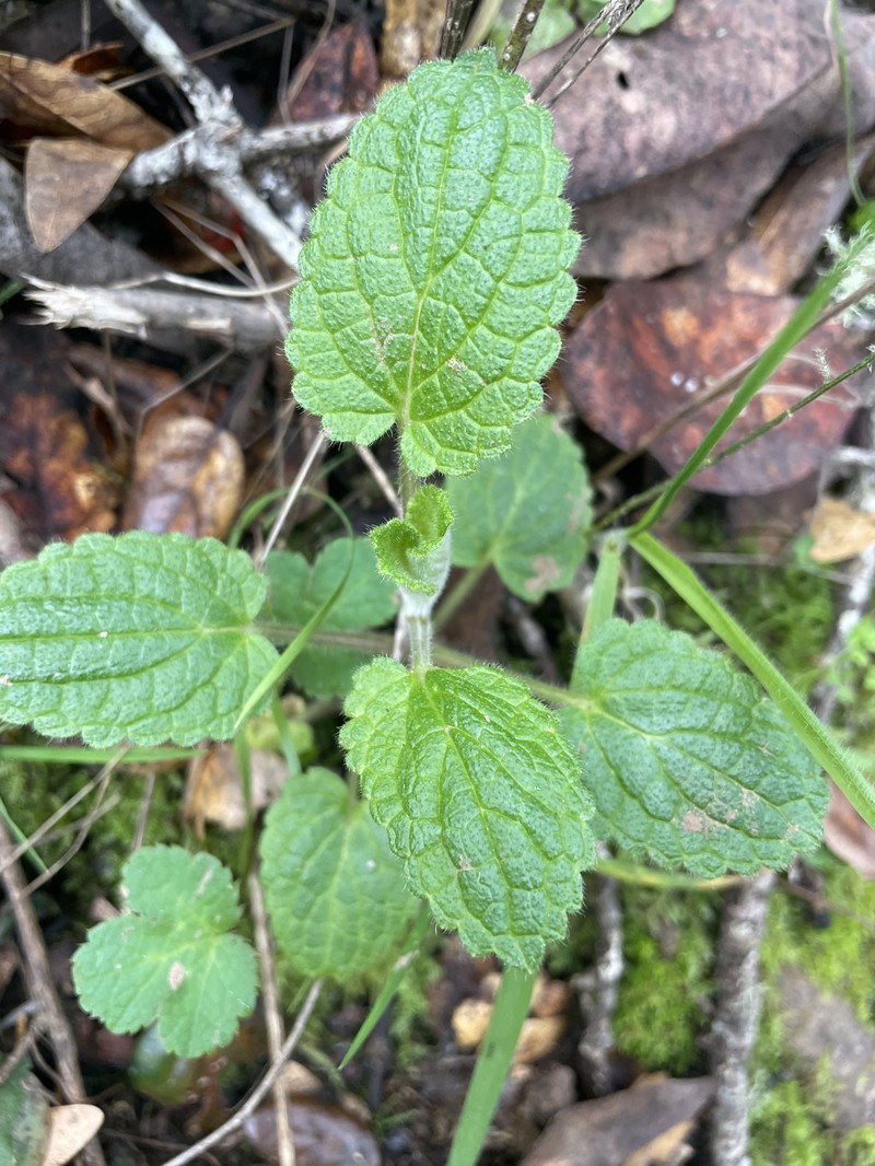 Stachys rigida subsp. quercetorum