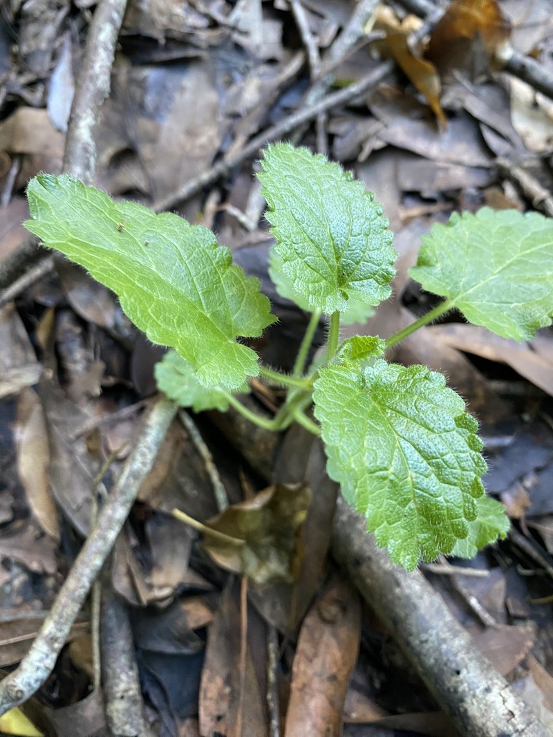 Stachys rigida subsp. quercetorum photo 2