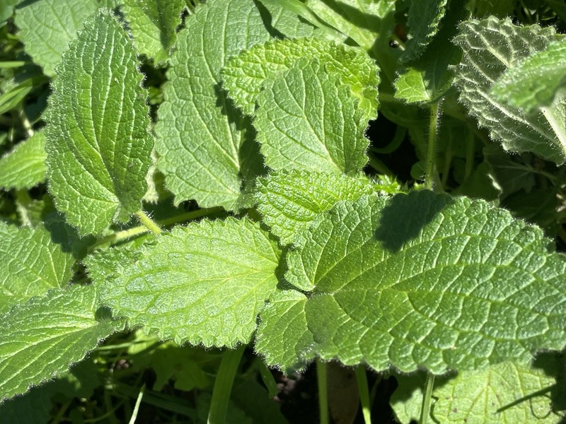 Stachys rigida subsp. quercetorum photo 3