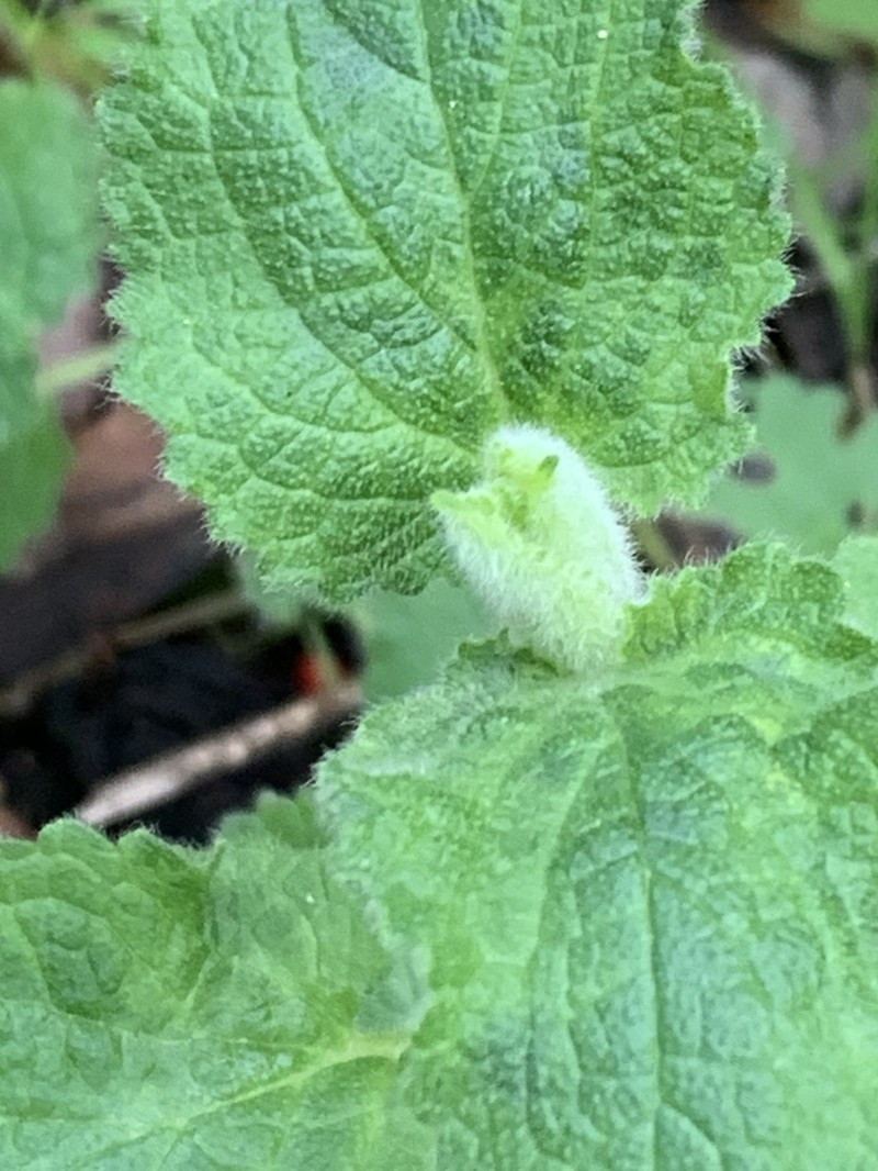 Stachys rigida subsp. quercetorum photo 4