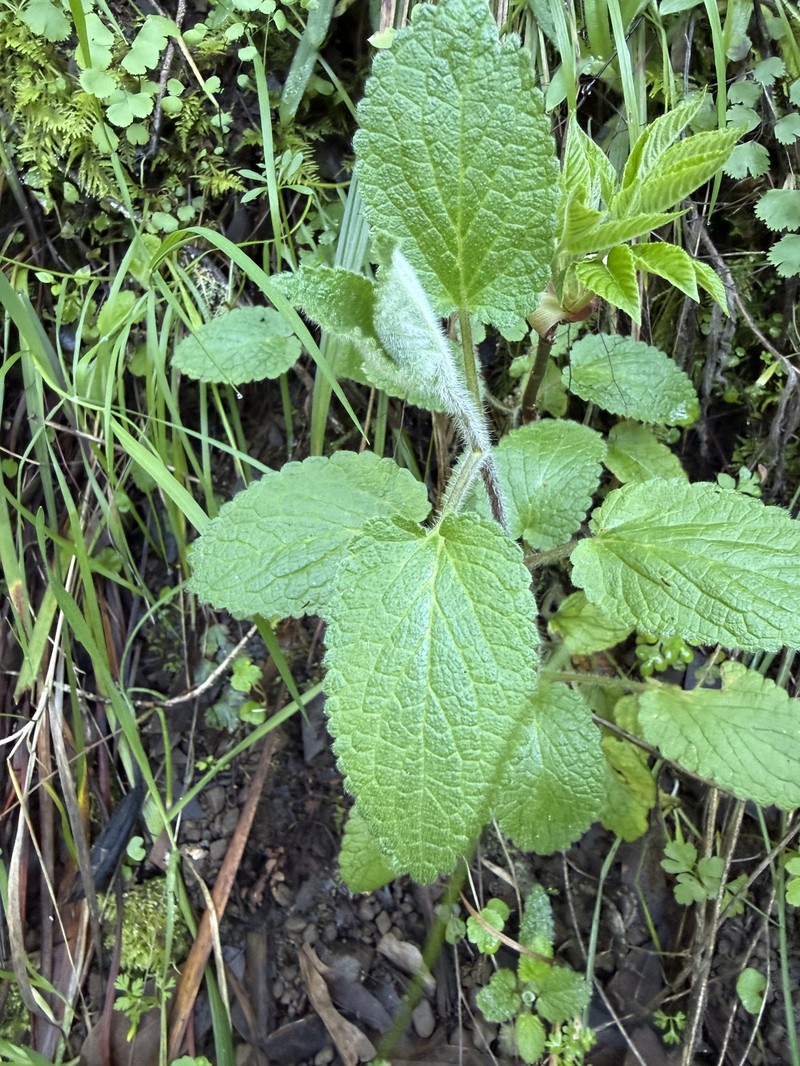 Stachys rigida subsp. quercetorum photo 5