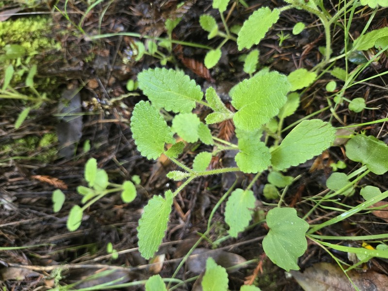 Stachys rigida subsp. quercetorum photo 6