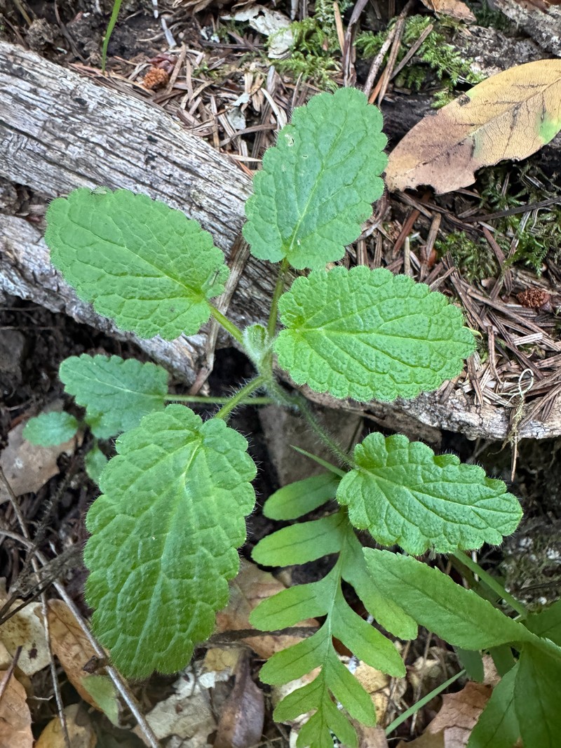 Stachys rigida subsp. quercetorum photo 7