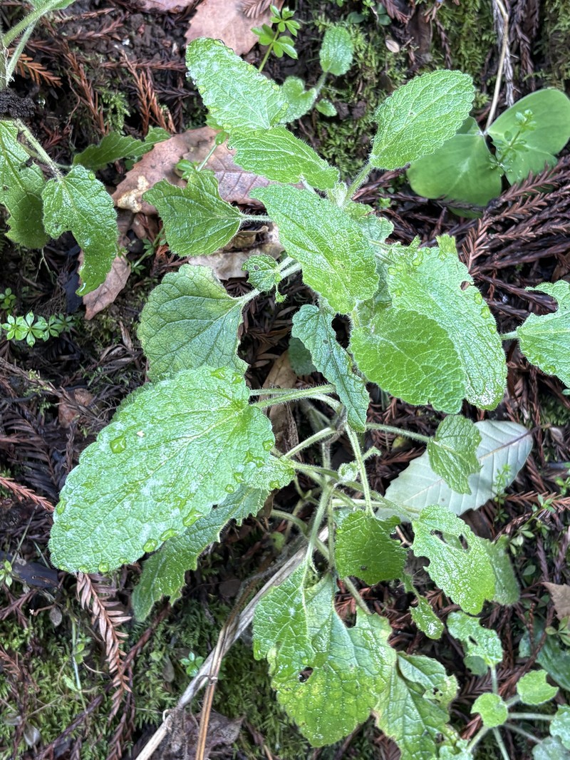 Stachys rigida subsp. quercetorum photo 8